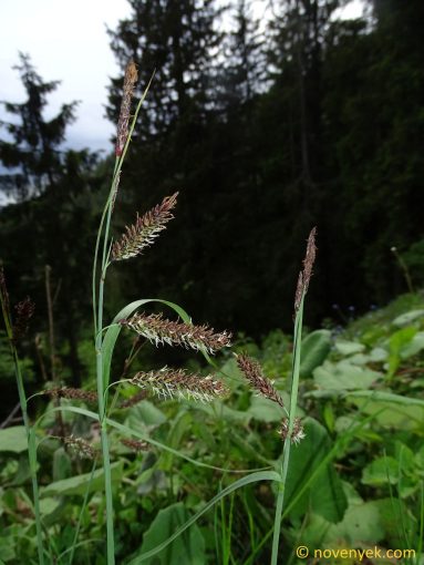 Image of plant Carex flacca