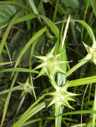 Image of plant Carex grayi