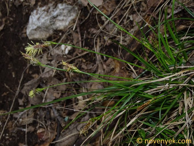 Image of plant Carex halleriana