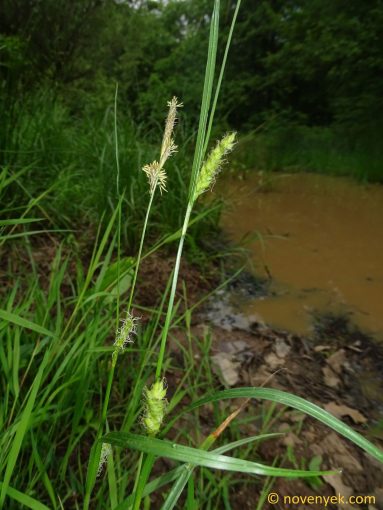 Image of plant Carex hirta