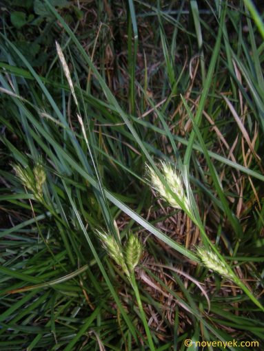 Image of plant Carex hordeistichos