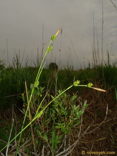 Image of plant Carex hostiana