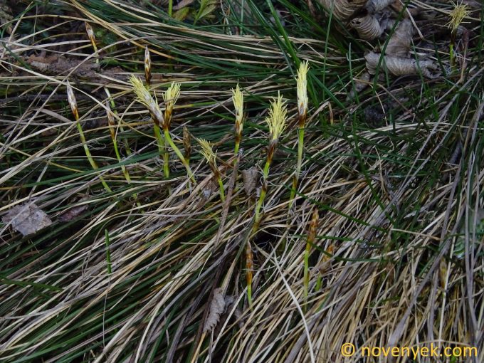 Image of plant Carex humilis