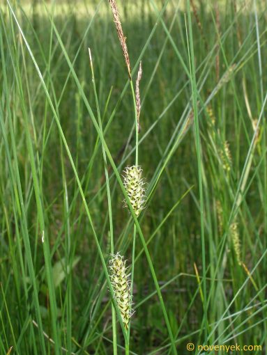 Image of plant Carex lasiocarpa