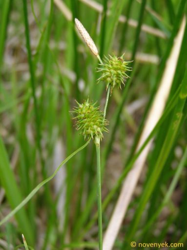 Image of plant Carex lepidocarpa