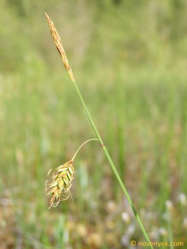 Image of plant Carex limosa