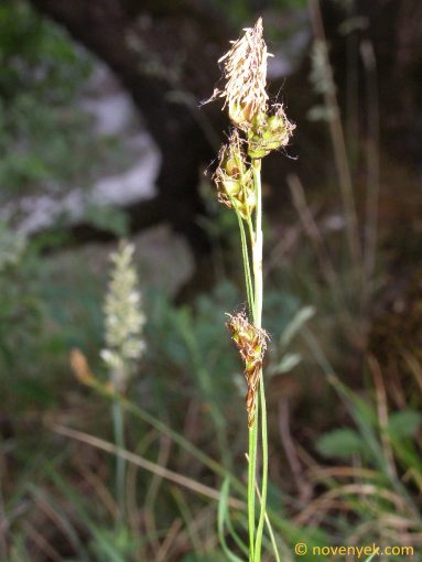Image of plant Carex liparocarpos