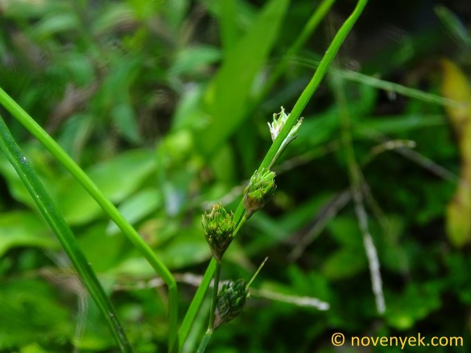 Image of plant Carex longii
