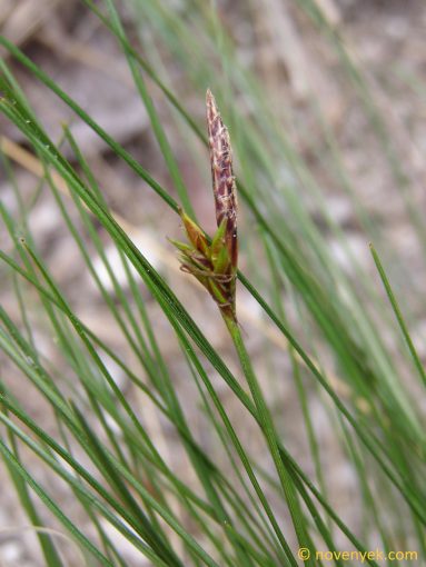 Image of plant Carex mucronata