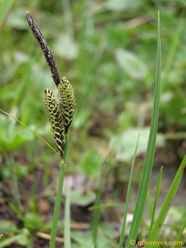 Image of plant Carex nigra