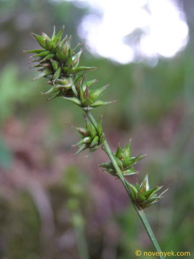 Image of plant Carex pairae