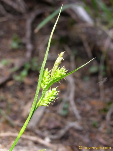 Image of plant Carex pallescens