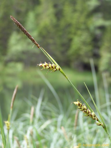 Image of plant Carex panicea