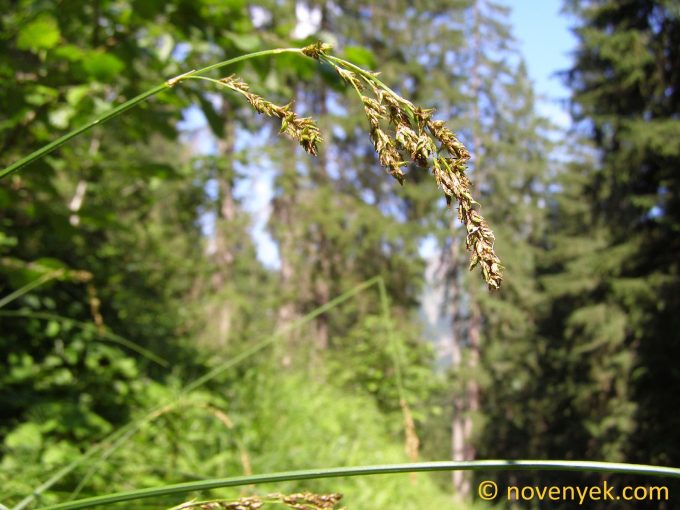 Image of plant Carex paniculata