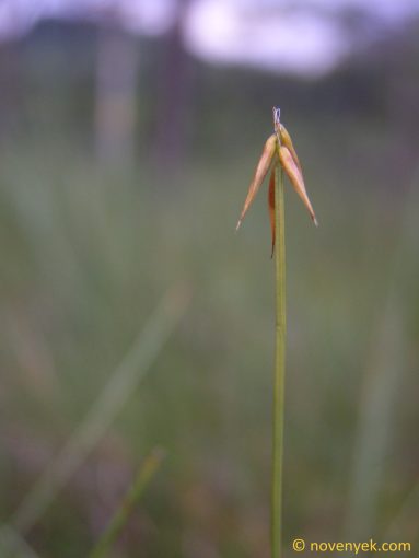 Image of plant Carex pauciflora