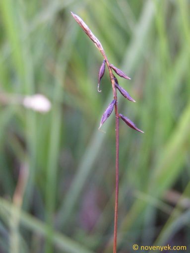 Image of plant Carex pulicaris