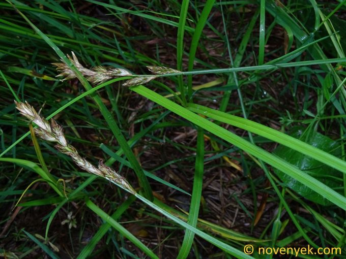 Image of plant Carex repens