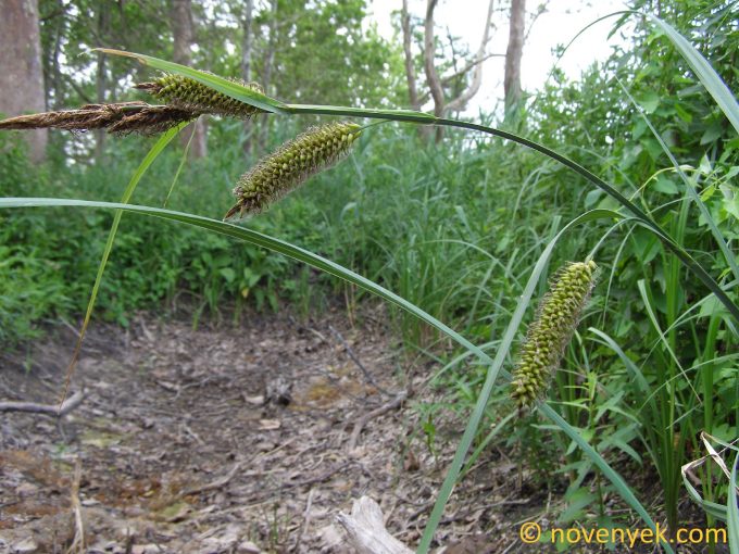 Image of plant Carex riparia