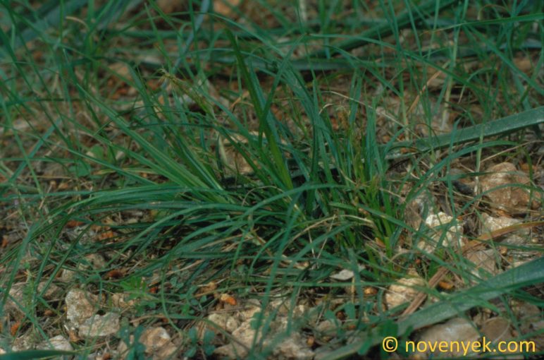 Image of plant Carex rorulenta