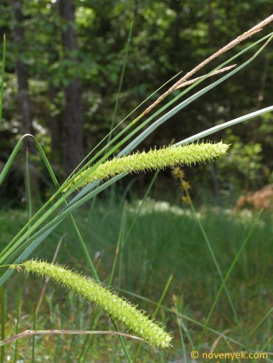 Image of plant Carex rostrata