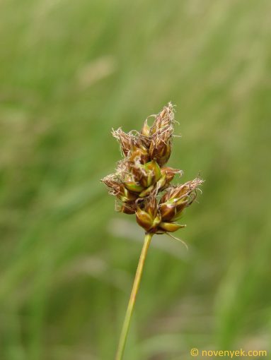Image of plant Carex stenophylla