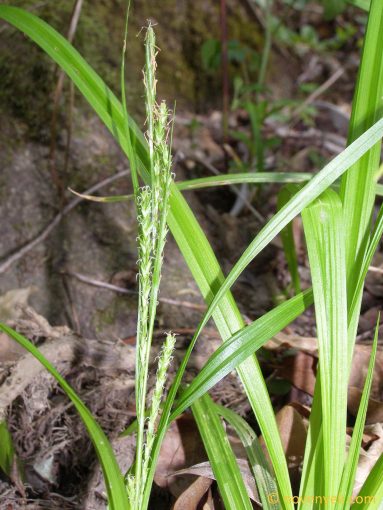 Image of plant Carex strigosa