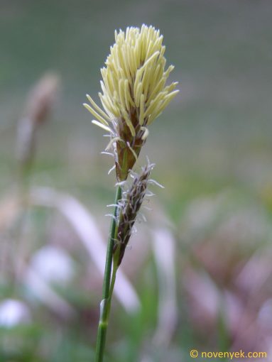 Image of plant Carex umbrosa