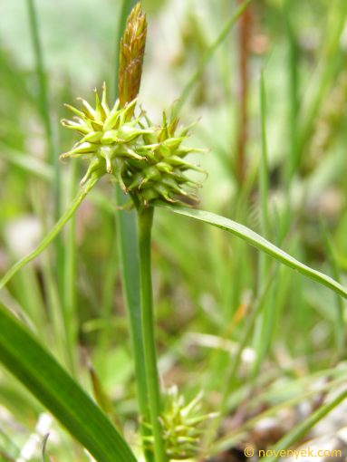 Image of plant Carex viridula