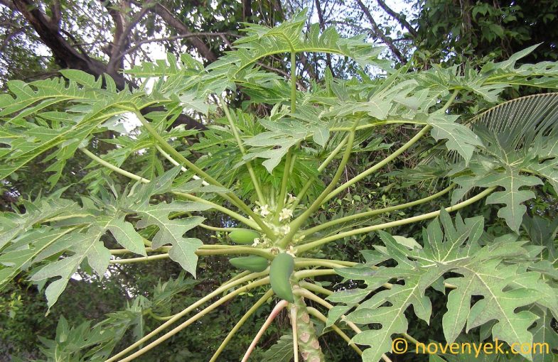 Image of plant Carica papaya
