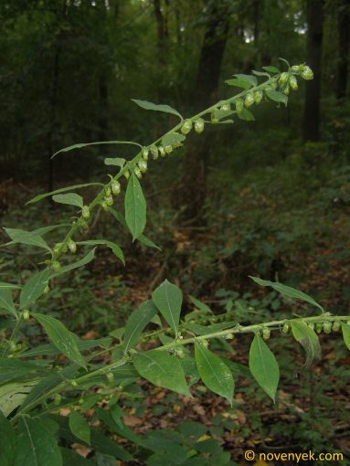 Image of plant Carpesium abrotanoides