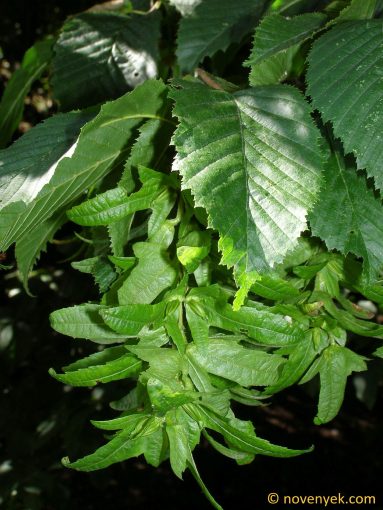 Image of plant Carpinus betulus