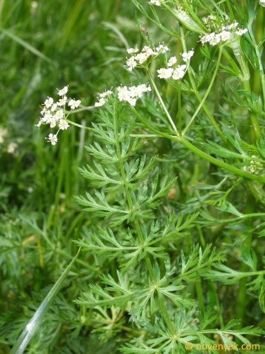 Image of plant Carum carvi