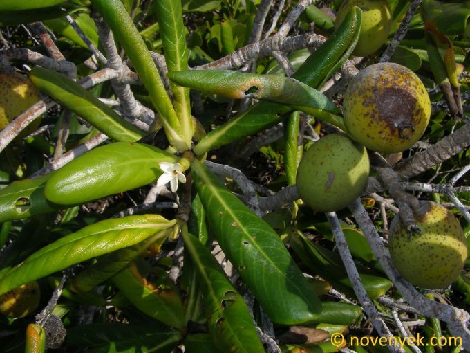 Image of plant Casasia clusiifolia