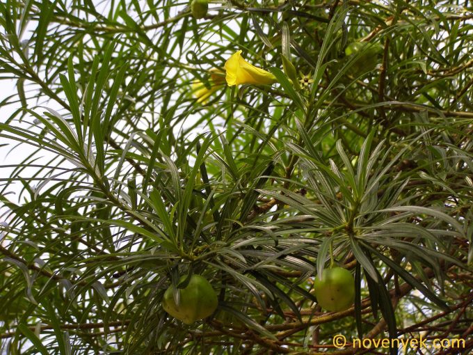 Image of plant Cascabela thevetia