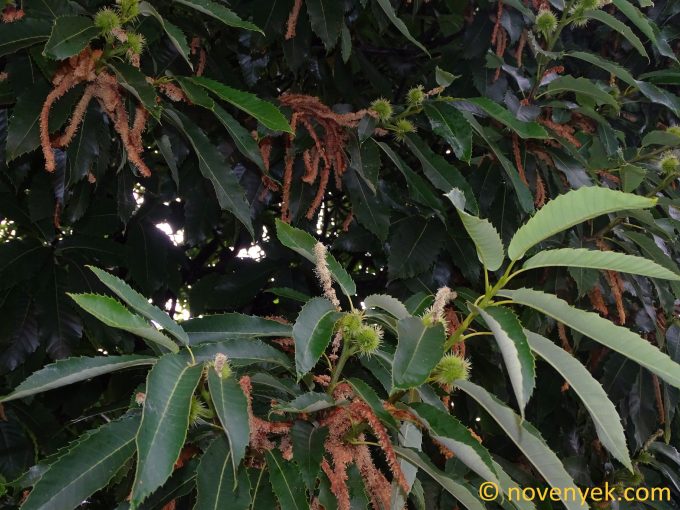 Image of plant Castanea sativa