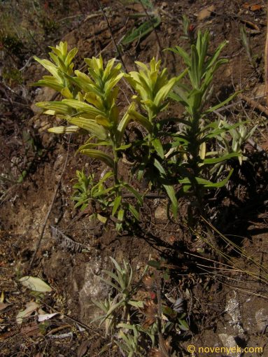 Image of plant Castilleja flava