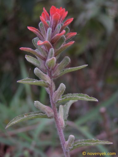 Image of plant Castilleja scorzonerifolia