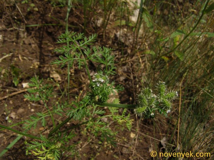 Image of plant Caucalis platycarpos