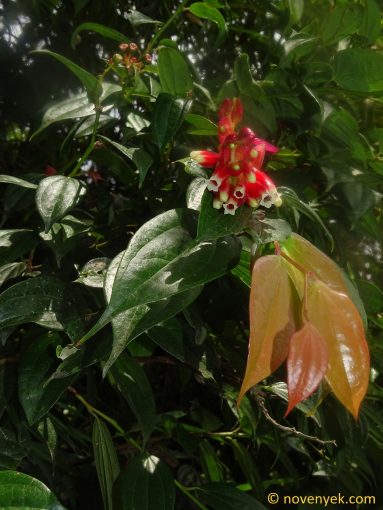 Image of plant Cavendishia bracteata