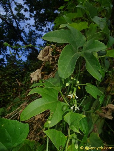 Image of plant Cayaponia americana