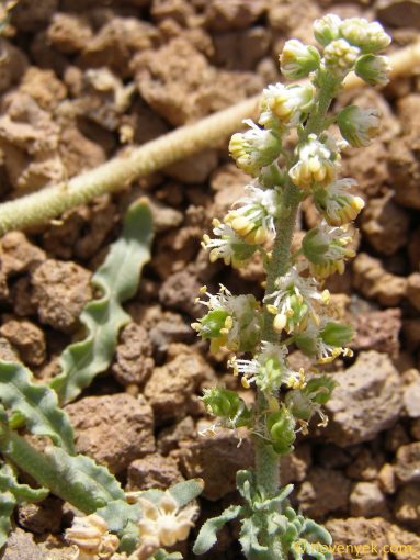 Image of plant Caylusea hexagyna
