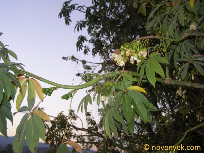 Image of plant Ceiba pentandra