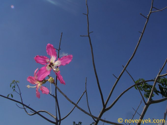 Image of plant Ceiba speciosa