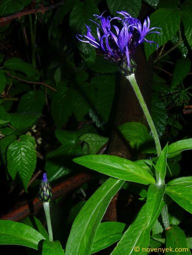 Image of plant Centaurea mollis