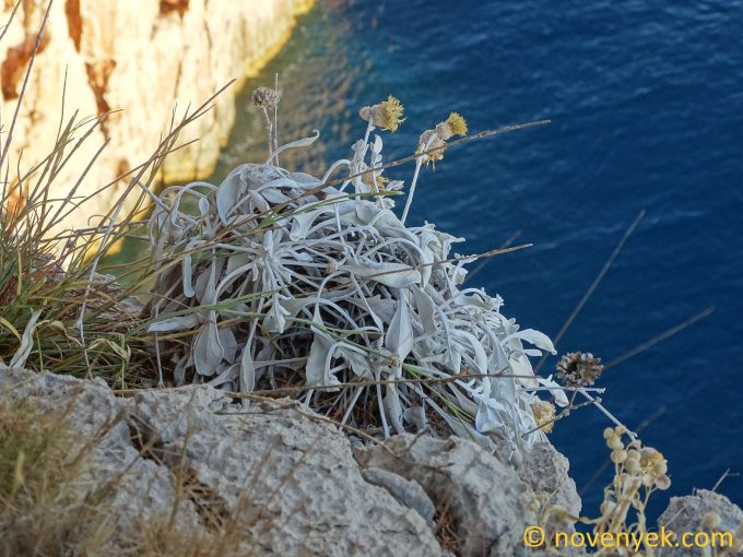 Image of plant Centaurea ragusina