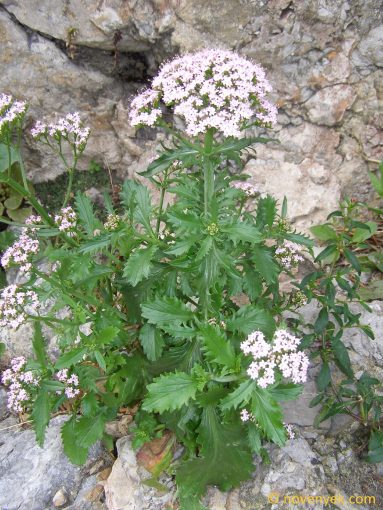 Image of plant Centranthus calcitrapa