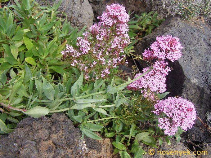 Image of plant Centranthus ruber
