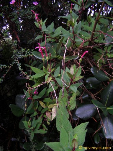 Image of plant Centropogon gutierrezii