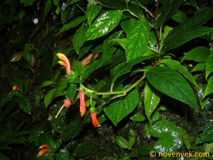 Image of plant Centropogon solanifolius