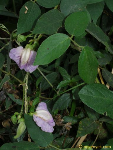 Image of plant Centrosema molle